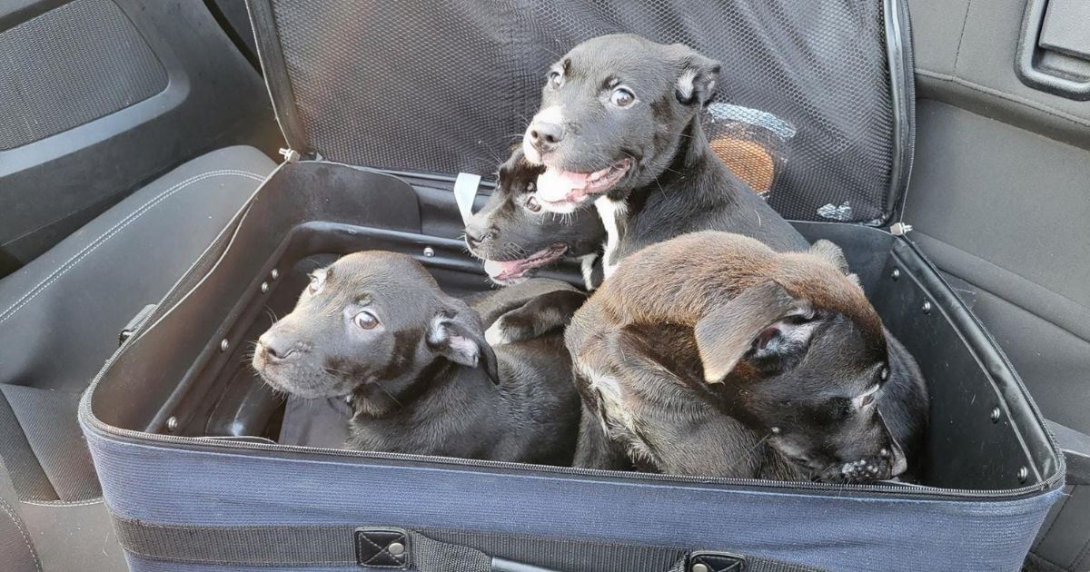 Good Samaritans Spot Moving Suitcase on the Side of the Road, Find Puppies Zipped Up Inside