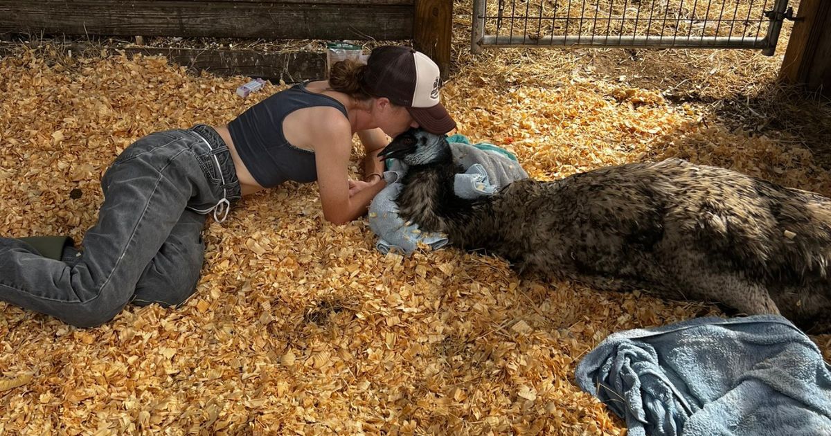 Bird Experts Tell TikTok Star to Euthanize Emu After She Posts Picture Kissing It
