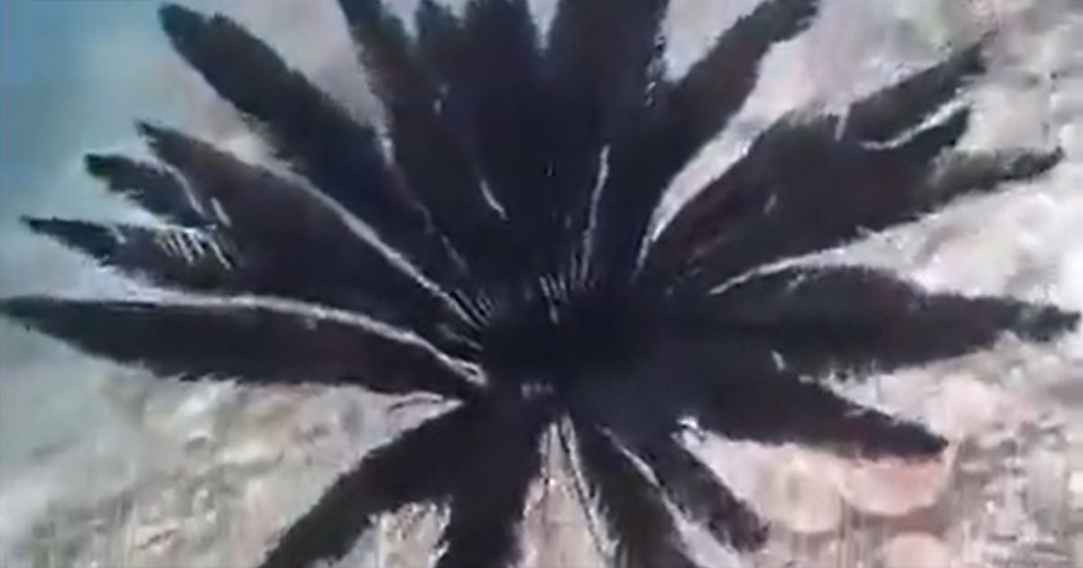 A feather star swims in the Pacific Ocean.