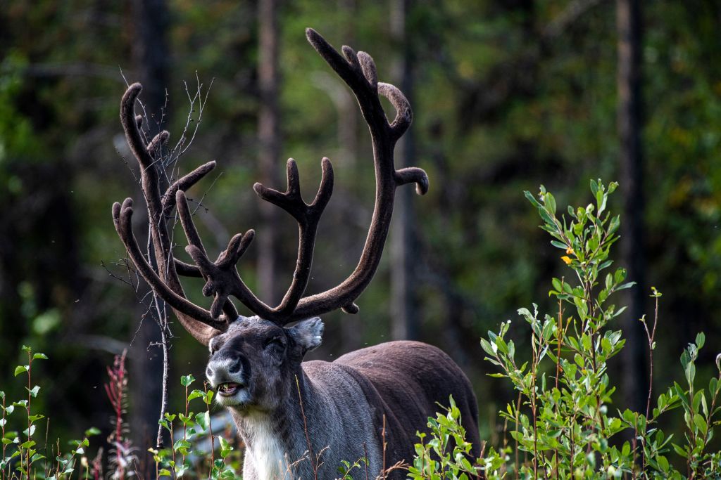 Want to See Real Live Reindeer? Head North to Alaska for a Festive Christmas Adventure