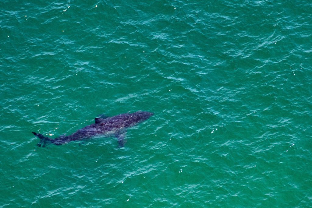 Officials Reveal Details in Gruesome Shark Attack in Hawaii: ‘Something Red Around the Shark’s Gills’