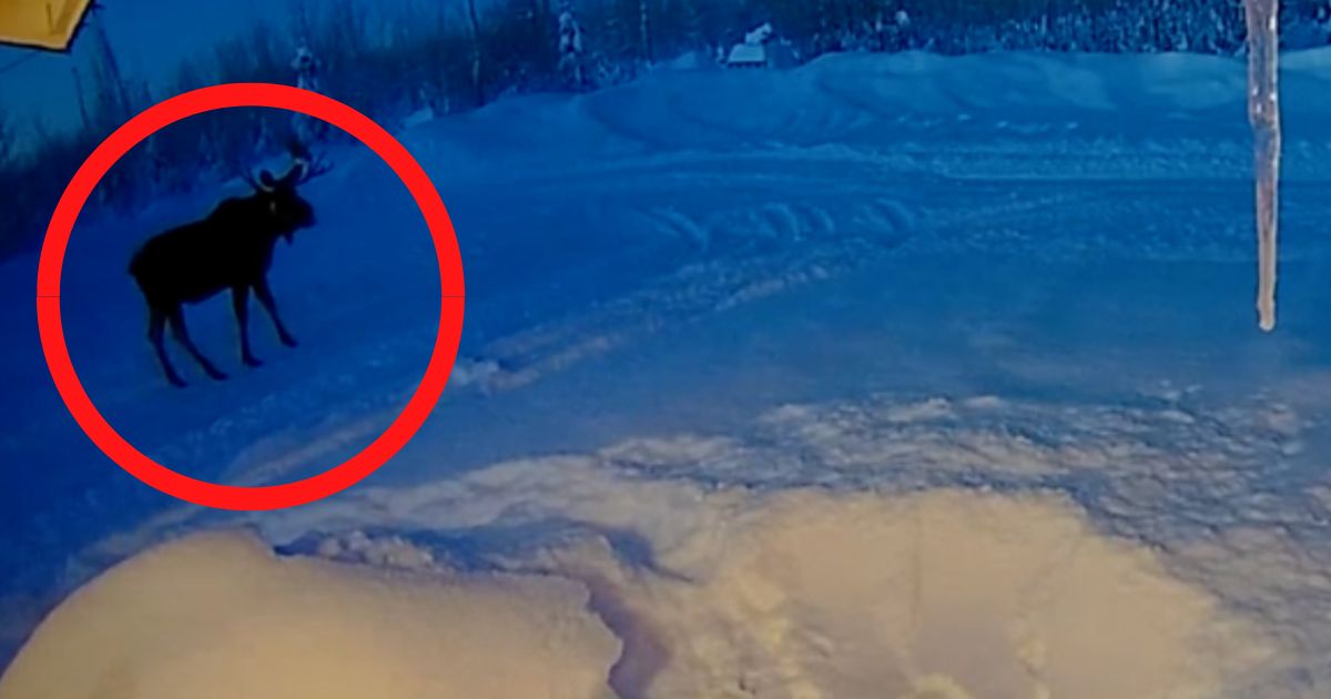 A moose was caught shaking his antlers loose on a Ring camera in Houston, Alaska.