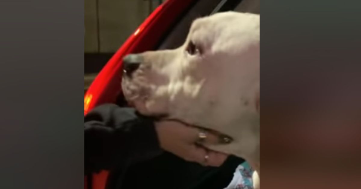 A neglected and pregnant dog was seized and taken into the Richmond Animal Care and Control in Richmond, Virginia, on Friday as freezing conditions threatened her life and the lives of her unborn puppies.