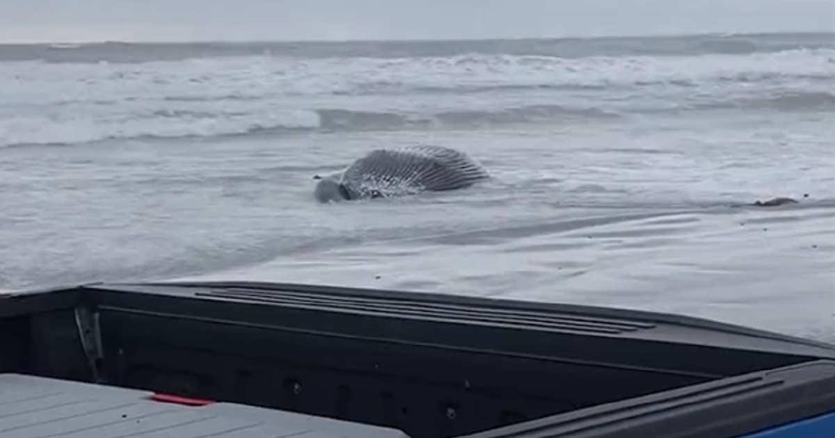 A whale's carcass washing ashore on the New Jersey coast last week. (@njotcom / Twitter screen shot)