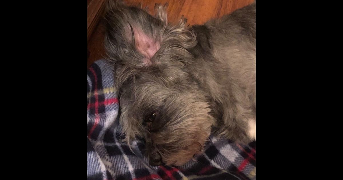 Julie Lawson was forced to put down her dog Ladybird a week after she suspects the dog was injured during a grooming appointment.