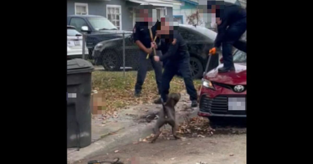 Firefighters in San Antonio had to fight off dogs that were attacking an elderly man and woman on Friday.
