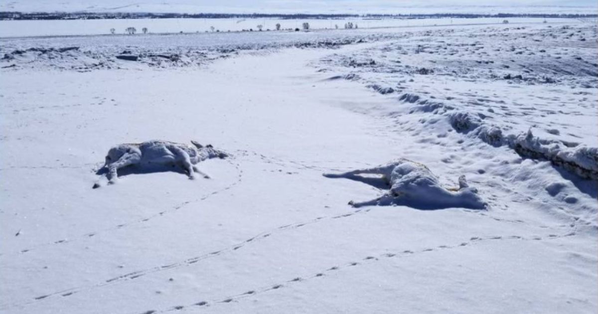 Around 200 pronghorn antelope have been found dead across Wyoming over the past several weeks.