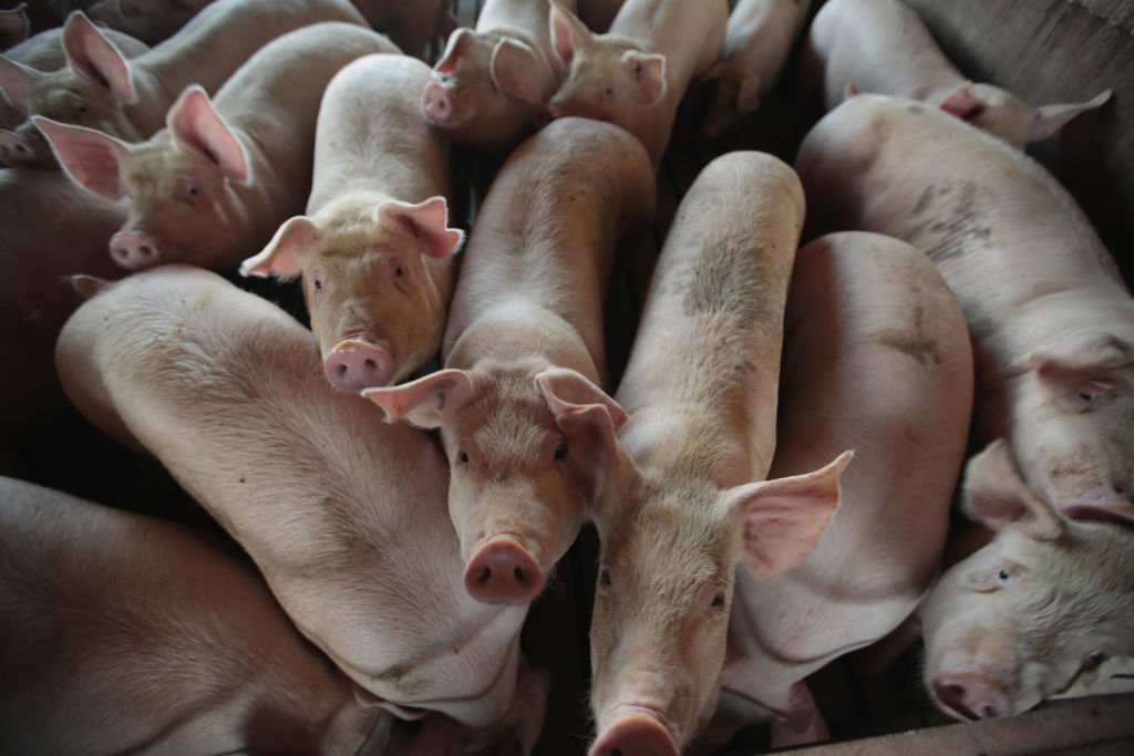 CEO of Largest US Pork Producer Says Being Acquired by a Chinese Company Has Led to ‘A Really Successful Relationship’