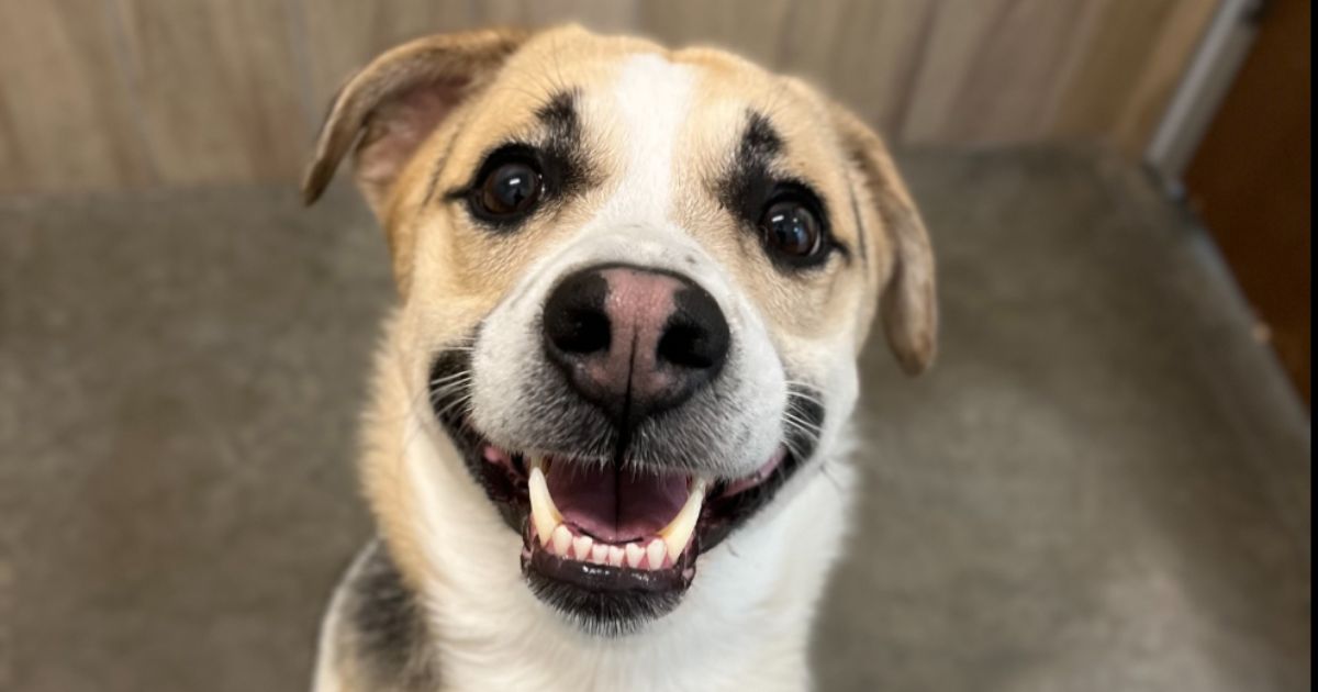 King was found tied up outside of a Monee, Illinois, Burger King on Feb. 27, with a note attached to his neck. Though he was originally thought to be abandoned, that was not the case, and he was recently reunited with his owner.