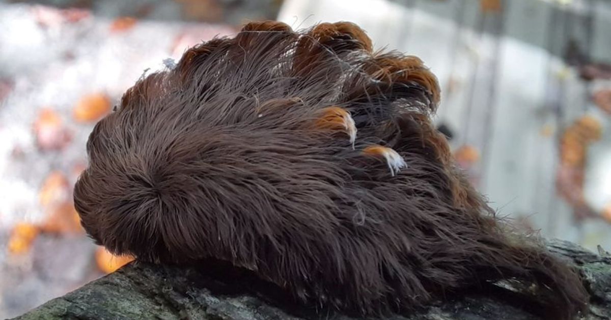 Despite its fuzzy appearance, you should do anything but cuddle a puss caterpillar if you spot one.