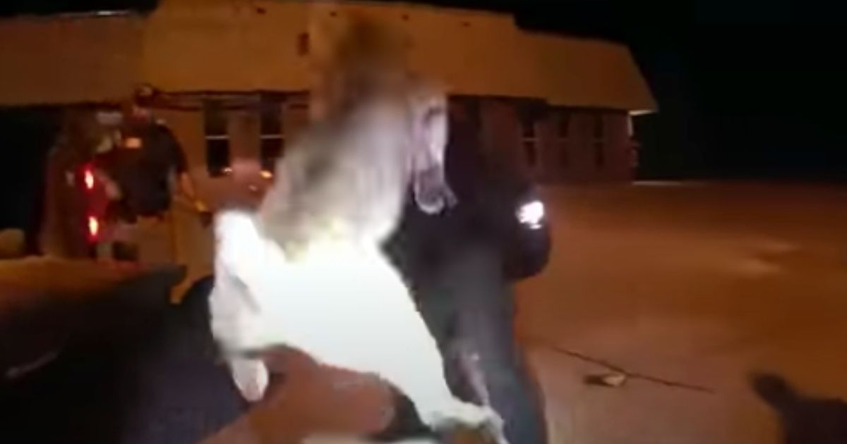 A Wisconsin game warden swings a bobcat into his truck bed using an animal-control catch pole.