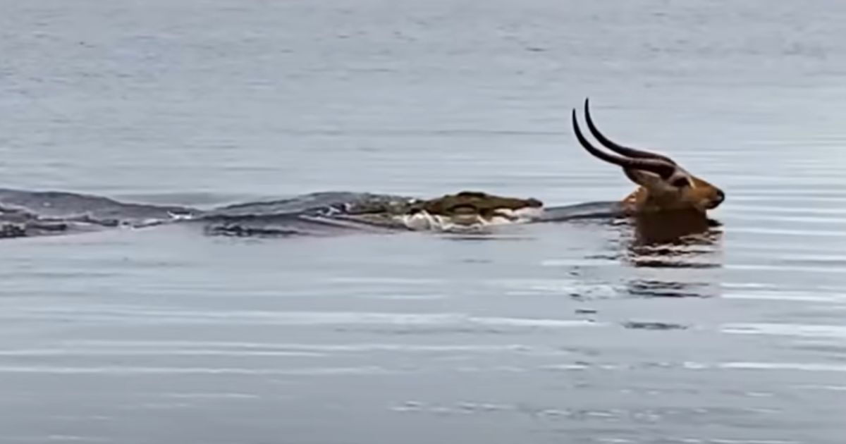 A crocodile moves to attack a lechwe.