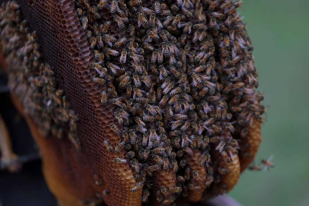 Swarm of Bees Attach to Wing of Plane and Delays Flight For Hours