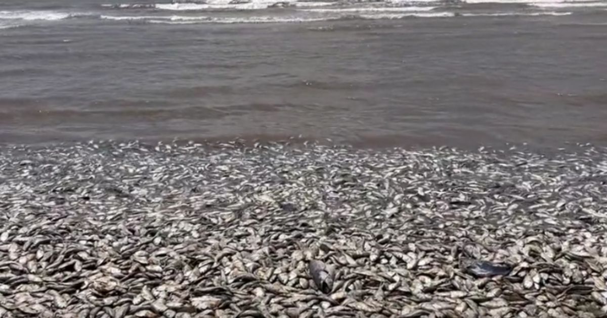 A video posted over the weekend captured thousands of dead fish along the Texas coast.