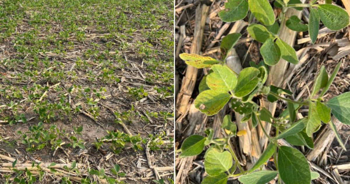 Republican Sen. Chuck Grassley, of Iowa, on Saturday shared pictures of the woeful condition of one field used previously to grow corn.