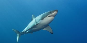 A Pair of Great White Sharks Traveling Together Is Confusing Experts: ‘Seem to Be Buddies’