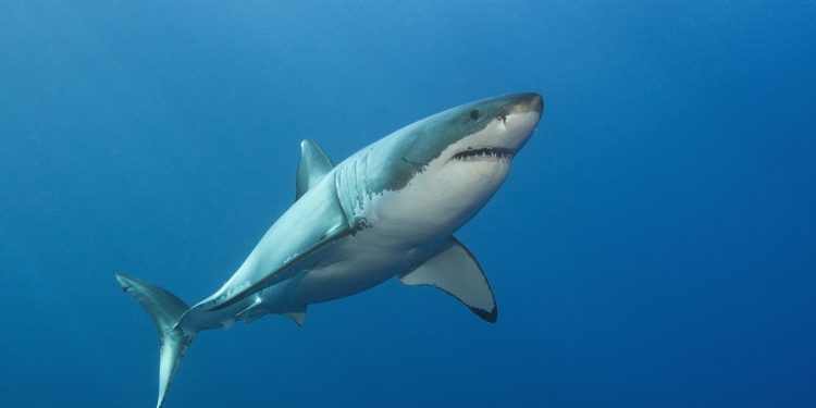 A Pair of Great White Sharks Traveling Together Is Confusing Experts: ‘Seem to Be Buddies’