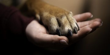 Missing Dog Finally Found and Taken Home After 12-Year Absence