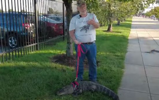 Man Is Denied Entry at Sports Game Over Emotional Support Alligator