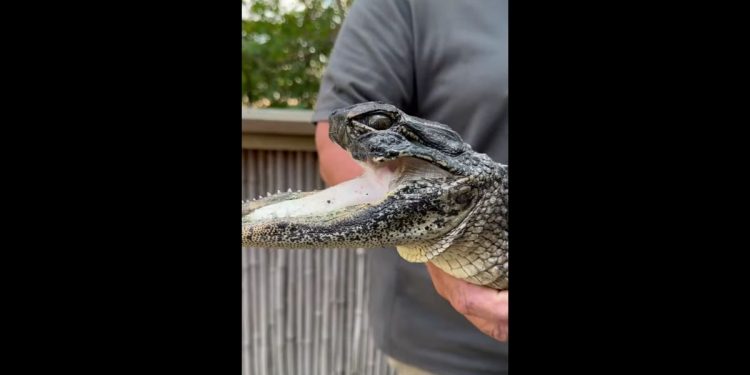 This Facebook screen shot shows an injured alligator.