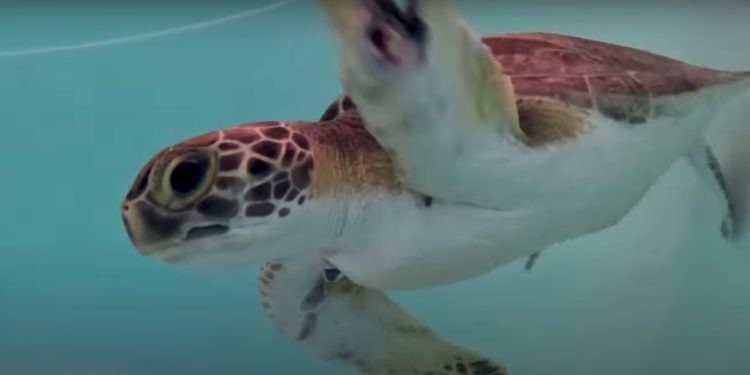 Sea Turtles Released Back Into the Wild After Recovering From Injuries