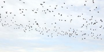 Dozens of Bird Species To Be Renamed After Current Names Declared ‘Racist,’ ‘Misogynistic’