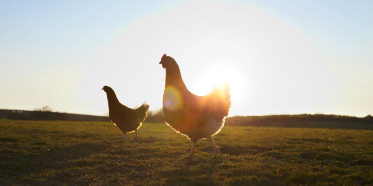 Shoe Collection Helps Injured Chicken Walk