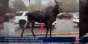 Massachusetts Moose Goes Through School Drop-Off, Even Uses the Cross Walk