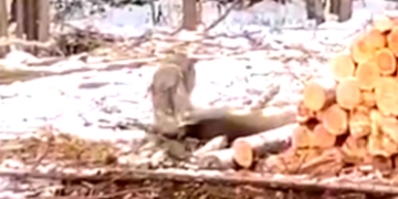 A wolf was filmed taking down and killing a deer in the middle of a Minnesota logging camp, where it showed little regard for nearby humans.