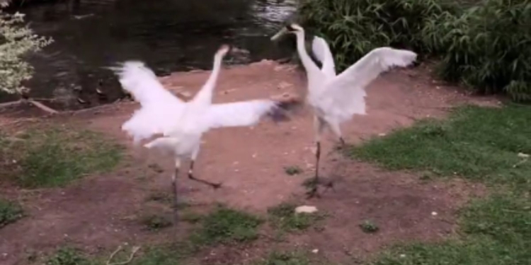 Whooping cranes at the San Antonio Zoo were observed dancing after the eclipse totality on Monday.