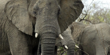 American Tourist Dies in Elephant Attack in Zambia