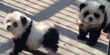 The Taizhou Zoo in China opened a "panda" exhibit that used Chow Chow dogs dyed white and black.