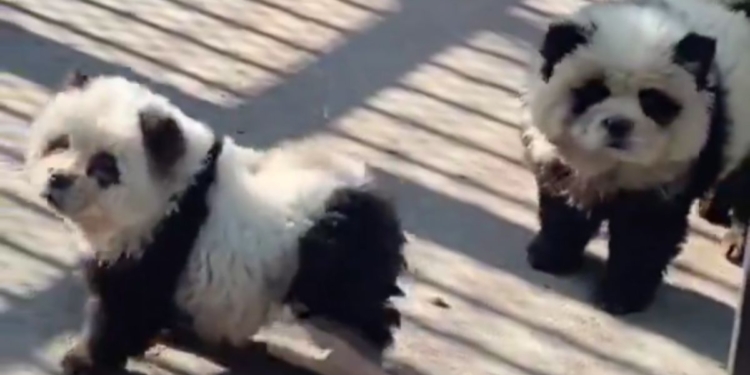 The Taizhou Zoo in China opened a "panda" exhibit that used Chow Chow dogs dyed white and black.