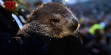 Punxsutawney Phil’s Twins Get Weather-Related Names — Sunny, Shadow 