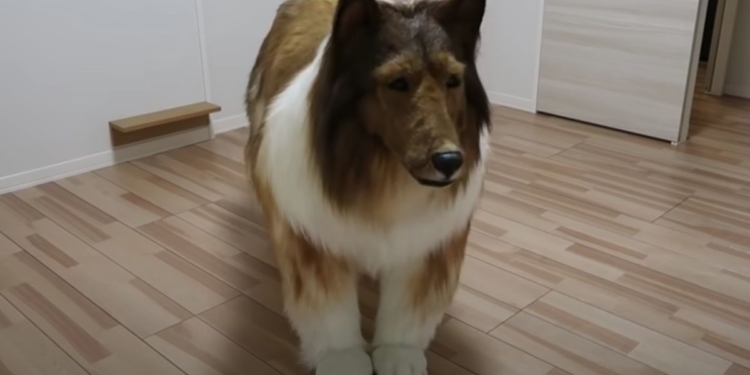 A man in Japan spent thousands of dollars turning himself into a dog.