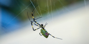 Venomous Flying Spiders Expected to Invade US