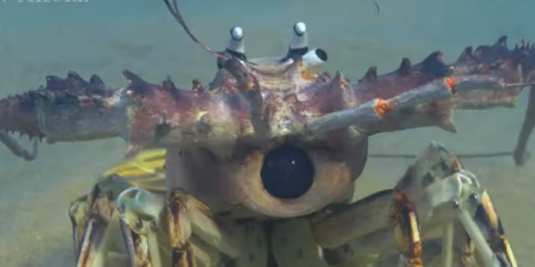 FRANK LASEE: Wind Turbines And Lobsters Mean Less Lobsters And Not Enough Electricity