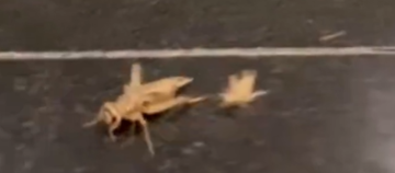 Anti-Israel Activists Dump Maggots, Crickets In Hotel Hosting Netanyahu