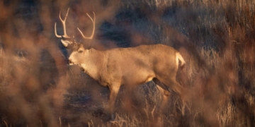 ‘Driven Off Of Emotion’: Blue State Hunters Slam Environmental Initiative To Curtail ‘Trophy Hunting’