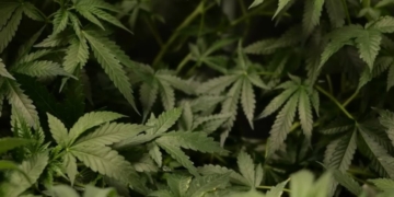 JENNA ELLIS: Legalizing Pot In Florida Is A Bad Idea — Just Ask Colorado and California