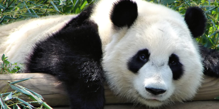 Panda Conservation Projects Backfiring After American Zoos Dished Out Millions To China