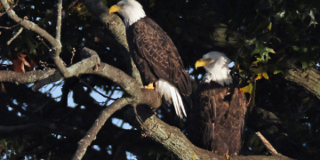 Bill to Make Bald Eagle National Bird Makes Way to Biden For Approval 