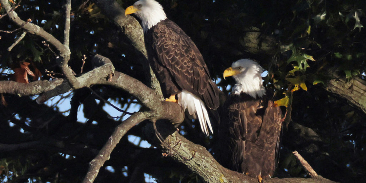 Bill to Make Bald Eagle National Bird Makes Way to Biden For Approval