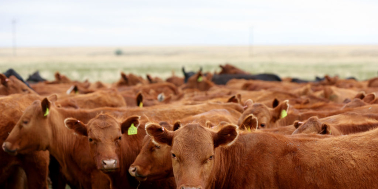 Beef Prices Climb As Egg Costs Set to Surge Over 40%