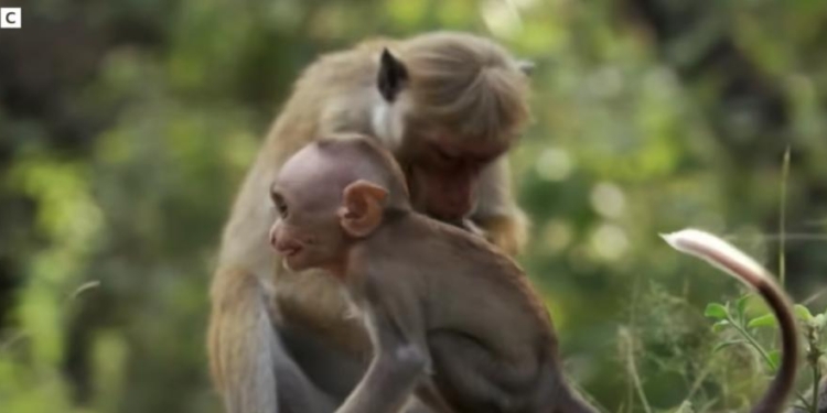 Ex-NIH Director Concealed Problems With ‘Pointless’ Baby Monkey Abuse Studies, Kept Funding Them Anyway