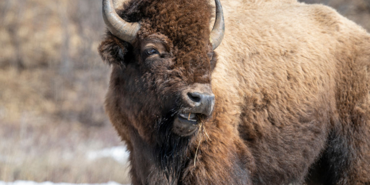 Florida Man Gored By Bison At Yellowstone National Park
