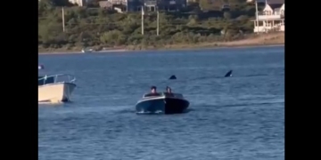 Video: Massive 20-Foot Shark Spotted Off Rhode Island Coast