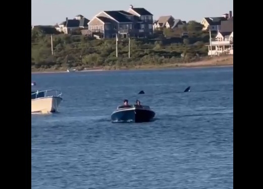 Video: Massive 20-Foot Shark Spotted Off Rhode Island Coast