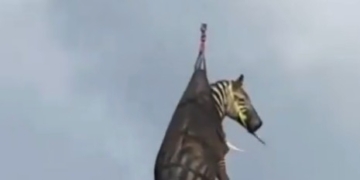 Runaway Pet Zebra Captured in Tennessee