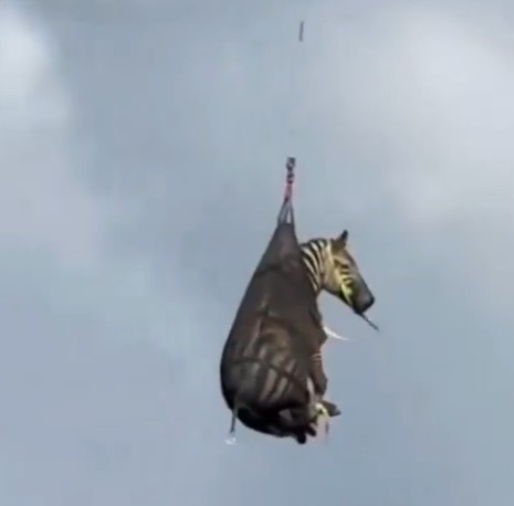 Runaway Pet Zebra Captured in Tennessee